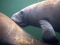 Florida: A Baby West Indian Manatee Nursing Royalty Free Stock Photo